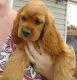 American Cocker Spaniel Puppies for sale in Williamstown, OH 45897, USA. price: NA