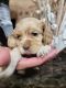 American Cocker Spaniel Puppies for sale in Houston, TX, USA. price: $1,100