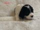 American Cocker Spaniel Puppies for sale in Billings, MT, USA. price: NA