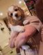 American Cocker Spaniel Puppies for sale in Rolla, MO, USA. price: NA