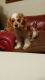 American Cocker Spaniel Puppies for sale in Williamstown, OH 45897, USA. price: $800