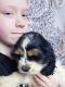 American Cocker Spaniel Puppies for sale in Portland, OR, USA. price: NA
