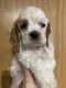 American Cocker Spaniel Puppies for sale in Saginaw, MI, USA. price: $2,400