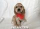 American Cocker Spaniel Puppies for sale in Whittier, CA, USA. price: $799