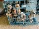 American Cocker Spaniel Puppies for sale in Bengaluru, Karnataka, India. price: 12000 INR