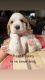 American Cocker Spaniel Puppies for sale in Hiltons, VA 24258, USA. price: $20,002,200
