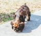 American Cocker Spaniel Puppies for sale in Raleigh, NC, USA. price: NA