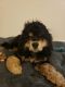 American Cocker Spaniel Puppies for sale in Fort Leonard Wood, MO, USA. price: NA