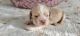 American Cocker Spaniel Puppies for sale in Cheyenne, WY, USA. price: NA