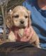 American Cocker Spaniel Puppies for sale in Scio, OH 43988, USA. price: $975