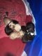 American Cocker Spaniel Puppies for sale in Snellville, GA 30039, USA. price: NA