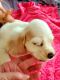 American Cocker Spaniel Puppies for sale in Grovetown, GA 30813, USA. price: NA