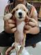American Cocker Spaniel Puppies for sale in Sinhgad Institute Rd, Vadgaon Budruk, Pune, Maharashtra, India. price: 18000 INR
