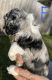 American Cocker Spaniel Puppies for sale in Houston, TX, USA. price: $2,000