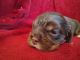 American Cocker Spaniel Puppies for sale in Foraker, IN 46526, USA. price: NA