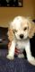 American Cocker Spaniel Puppies for sale in 1349 Fincastle Turnpike, Tazewell, VA 24651, USA. price: $850