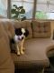 American Cocker Spaniel Puppies for sale in Dunwoody, GA 30338, USA. price: $600