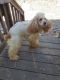 American Cocker Spaniel Puppies for sale in Rock Hill, SC, USA. price: $700