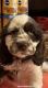American Cocker Spaniel Puppies for sale in Tampa, FL, USA. price: $2,509