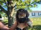 American Cocker Spaniel Puppies for sale in Foraker, IN 46526, USA. price: NA
