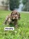 American Cocker Spaniel Puppies for sale in Independence, KS 67301, USA. price: $1,200