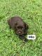 American Cocker Spaniel Puppies for sale in Independence, KS 67301, USA. price: $900