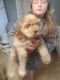 American Cocker Spaniel Puppies for sale in Huntington, IN 46750, USA. price: $450