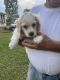 American Cocker Spaniel Puppies for sale in Gaffney, SC, USA. price: $1,000