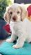 American Cocker Spaniel Puppies for sale in Moncks Corner, SC 29461, USA. price: $1,000