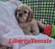 American Cocker Spaniel Puppies for sale in Price, UT 84501, USA. price: $1,000