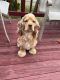 American Cocker Spaniel Puppies for sale in Sterling, VA, USA. price: NA