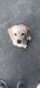 American Cocker Spaniel Puppies for sale in Bristol, VA 24201, USA. price: NA