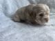 American Cocker Spaniel Puppies for sale in Leander, TX 78641, USA. price: $850