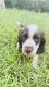 American Cocker Spaniel Puppies for sale in Mission, TX, USA. price: NA