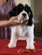 American Cocker Spaniel Puppies for sale in Vail, AZ 85641, USA. price: $1,500