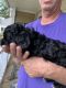 American Cocker Spaniel Puppies for sale in Germantown, MD, USA. price: NA
