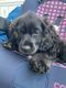 American Cocker Spaniel Puppies for sale in Houston, TX, USA. price: $3,000