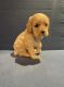 American Cocker Spaniel Puppies for sale in Athens, GA, USA. price: $1,200