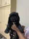 American Cocker Spaniel Puppies for sale in Brentwood, CA 94513, USA. price: $1,200
