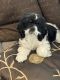 American Cocker Spaniel Puppies for sale in Sevierville, TN, USA. price: NA