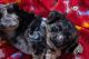 American Cocker Spaniel Puppies for sale in Gadsden, AL 35904, USA. price: NA
