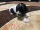 American Cocker Spaniel Puppies for sale in Beaumont, TX, USA. price: NA