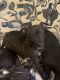 American Cocker Spaniel Puppies for sale in Midland, TX 79705, USA. price: $150