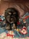 American Cocker Spaniel Puppies for sale in Gaffney, SC, USA. price: $1,200