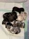 American Cocker Spaniel Puppies for sale in Alliance, OH 44601, USA. price: $80,000
