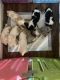 American Cocker Spaniel Puppies for sale in Zephyrhills, FL, USA. price: NA