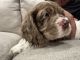American Cocker Spaniel Puppies for sale in Rockwall, TX, USA. price: $800