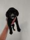 American Cocker Spaniel Puppies for sale in Gresham, OR, USA. price: NA