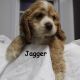 American Cocker Spaniel Puppies for sale in Miller, MO 65707, USA. price: NA