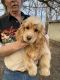 American Cocker Spaniel Puppies for sale in Butler, MO 64730, USA. price: $200